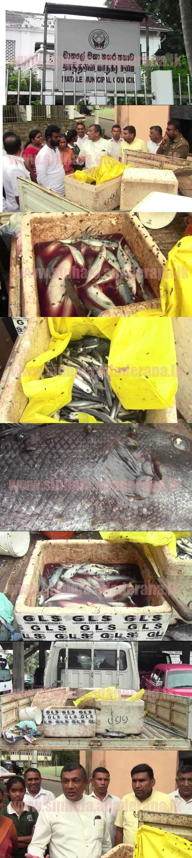 පණුවො ගහපු මාළු වික්ක 2ක් මාට්ටු