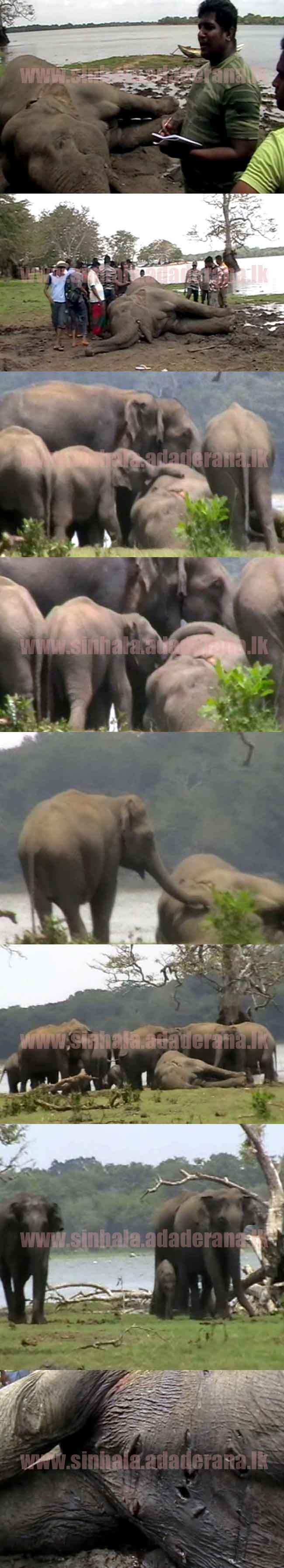 1537170637-Elephant_L.jpg