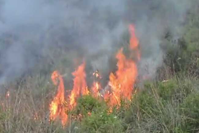 අමානුෂීක මිනිසුන් සිදුකරන වන විනාශය