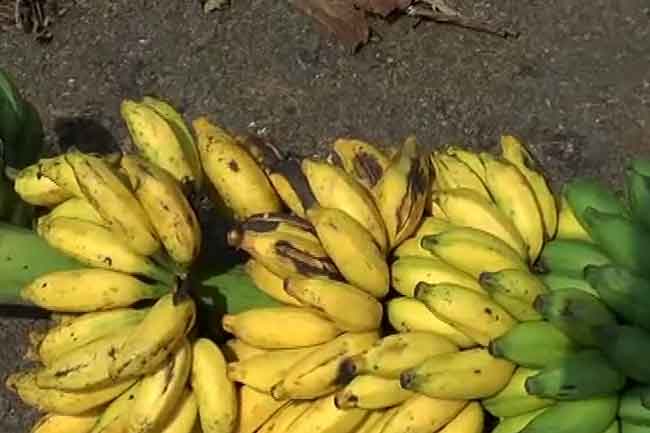 රටේ ආරක්ෂක තත්ත්වයෙන් කෙසෙල් වගාවටත් බලපෑම්