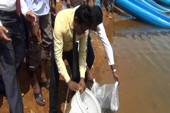 මන්දපෝෂණය අවම කරන්න මිරිදිය මත්ස්‍යය පැටවුන් 75000ක්