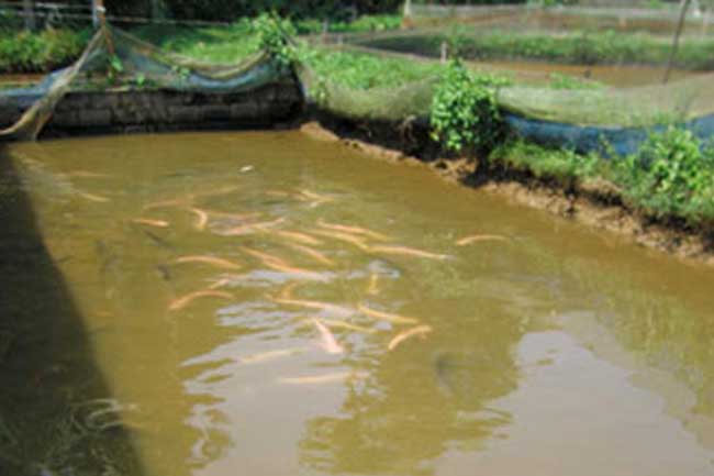 පුරන් කුඹුරුවල මිරිදිය මසුන් බෝ කිරීමේ ව්‍යාපෘති රැසක් අරඹයි