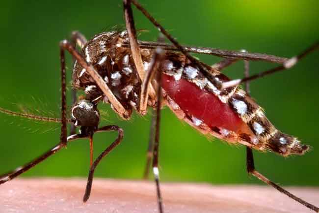 දිස්ත්‍රික්ක 7ක ඩෙංගු වැඩි වීමේ අවදානමක්