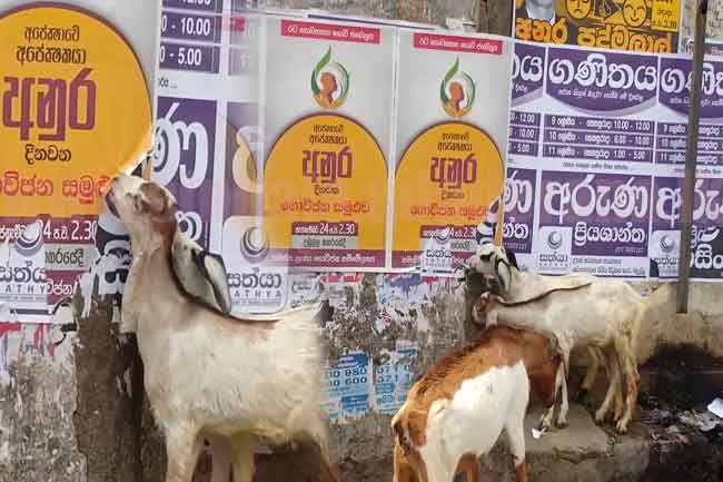 1569045728-goat_l.jpg