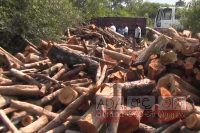 අලුත් පාරක් සඳහා තවත් ගස් රැසක් කැපේ