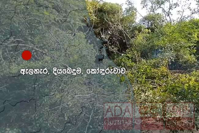 ව්‍යාපෘතියක් හේතුවෙන් ගස් විශාල සංඛ්‍යාවක් කැපීමට ලැයිස්තුගත කෙරේ