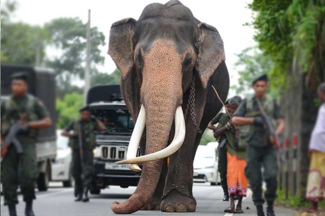 නැඳුන්ගමුවේ රාජා හස්තියා ජාතික වස්තුවක් ලෙස නම් කරයි