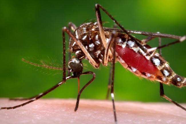 සතියක් තුළ ඩෙංගු රෝගීන් 700 ඉක්මවයි