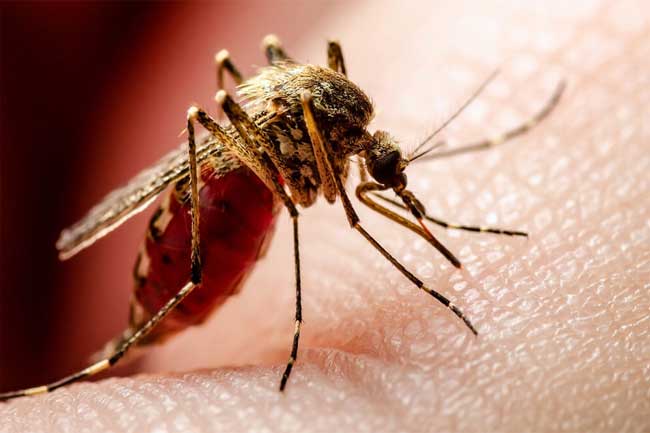 ඩෙංගු රෝගීන්ගේ ඉහළ යාමක්