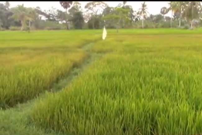 ගොයම් කහ වෙන හේතුව හෙළිවෙයි