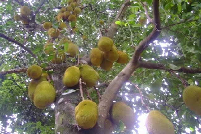 ශෝචනීය පුවතක් - දරුවන්ගේ කුසගිනි නිවීමට කොස් කැඩීමට ගසට නැග්ග මව වැටී මරුට