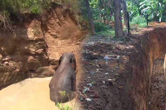 අලි අගල් කැපීමට එරෙහිව වාරණයක්