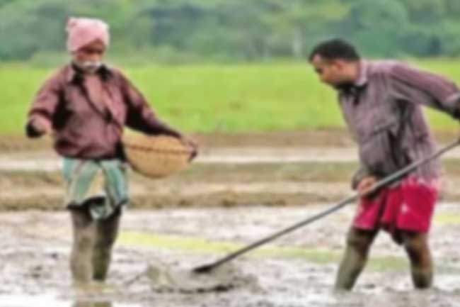 ගොවීන්ට ඇතිතරම් යූරියා සහ බණ්ඩි පොහොර