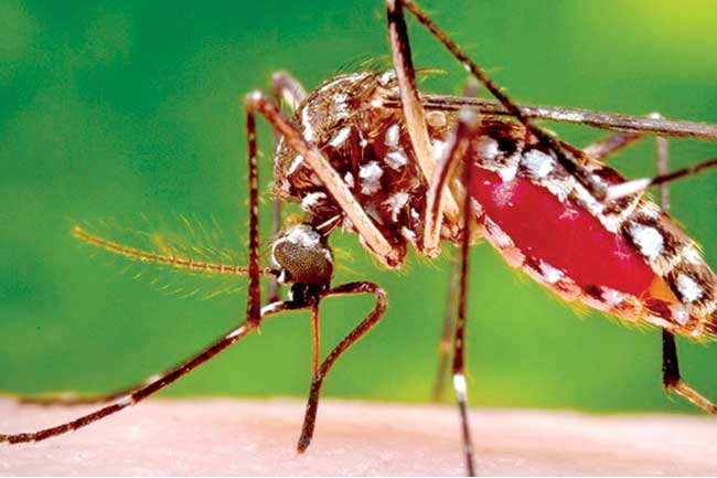 වැඩිම ඩෙංගු මරණ බස්නාහිරින් - සෞඛ්‍ය අංශයෙන් අනතුරු ඇඟවීමක්