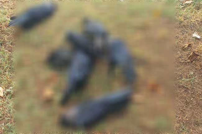 තැන තැන කපුටන් මියයයි