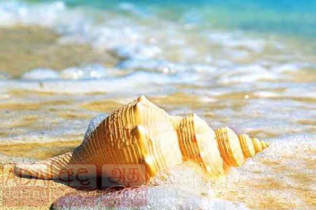 ලක්ෂ 56ක වාලම්පූරියක් අලෙවි කිරීමට ගිය හය දෙනෙකු පොලිස් අත්අඩංගුවට