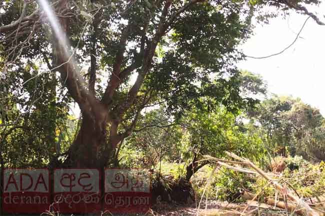 පඬු කරඳ ගස ගොඩ ගැනීමට අධිකරණය තීරණය කරයි