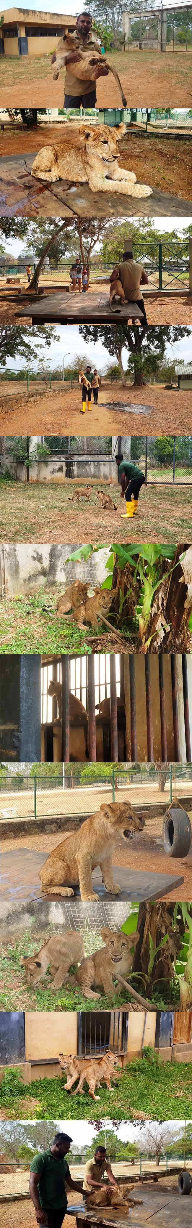 පුංචි දඟකාරයෝ...