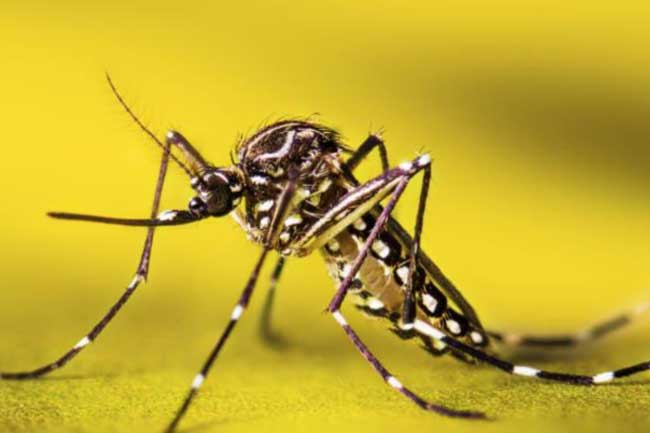 ඩෙංගු අවදානම නැවතත්