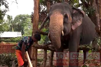 සීතා ඇතින්නට වෙඩි තබා ඇත්තේ ජීව උණ්ඩ භාවිතයෙන් බවට හෙළිවෙයි