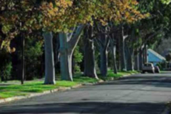 නාගරික ප්‍රදේශවල ගස් සිටුවීමට විශේෂ ක්‍රමවේදයක්