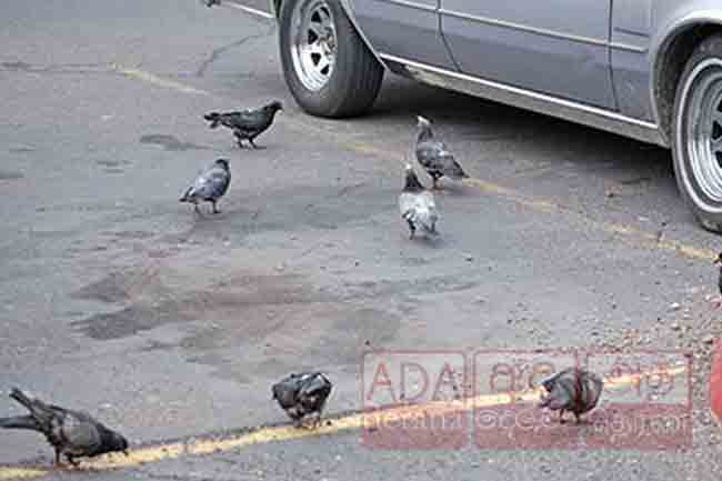 පරෙවියෙකු යටකළ රියදුරු අත්අඩංගුවට