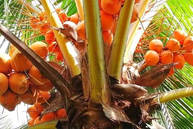 තැඹිලි අපනයනය ඉහළ දැමීමට පියවර