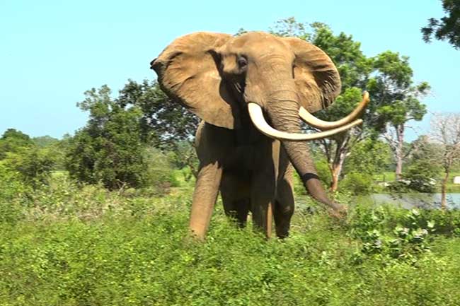 අපිට ඉන්න එකම අප්‍රිකානු ඇතා දැක ගන්න අවස්ථාව