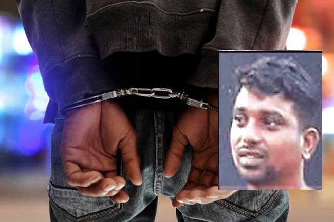 ලොකු පැටී දිවයිනට රැගෙන එයි