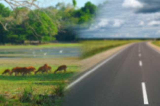 විල්පත්තු හරහා අධිවේගී මාර්ගයක් ඉදිනොකරන බවට දැනුම්දීමක්