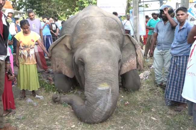 දුම්රියක ගැටී වනඅලියෙකු මරුට