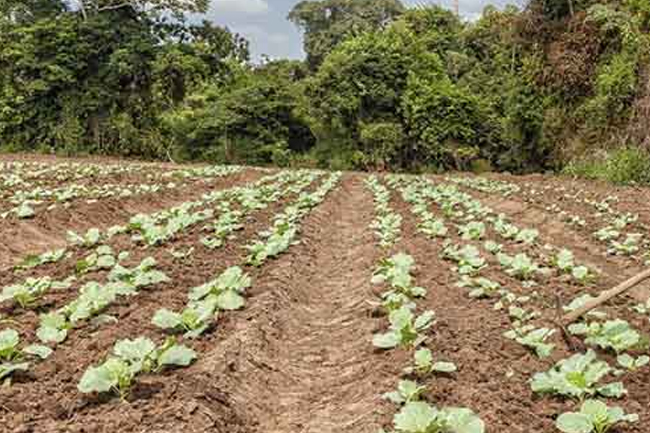 අයහපත් කාලගුණයෙන් බෝග වගාවන්ට සිදුවූ හානි ගණන කිරීම ඇරඹේ