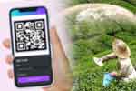 මුල් මාසයේම QR ක්‍රමයට තේ පොහොර ලබාදීමේ ඉහළ ප්‍රගතියක්