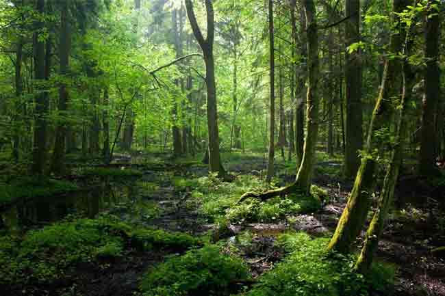 වන සුරැකුම මෙහෙයුම් ඒකකය හෙට සිට