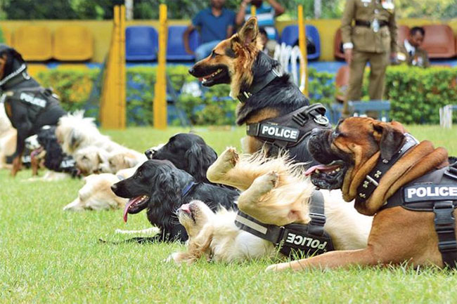 පාසල්වල මත්ද්‍රව්‍ය සෝදිසි කිරීම් සඳහා පොලිස් සුනඛයින්ගේ සහාය