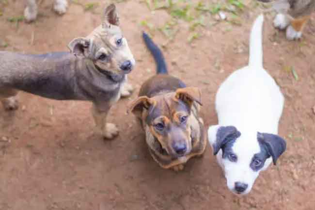 වීදි සුනඛයන් හා සුරතල් සතුන් වෙනුවෙනුත් මෙවර අයවැයෙන් රු මිලියන 100ක්