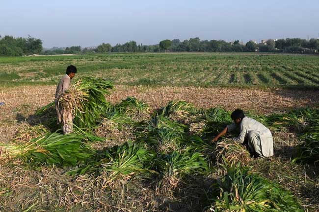 අකාර්යක්ෂම කෘෂිකාර්මික ජල පරිභෝජනය ගැන වාර්තාවක්