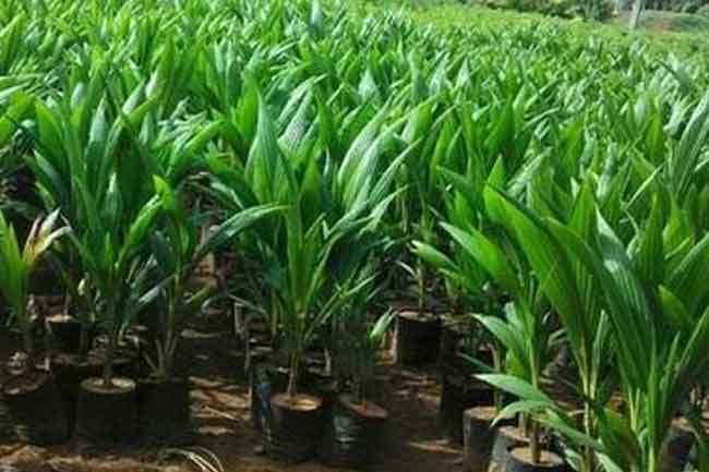 කප්තුරු සවිය යටතේ පොල් පැළ ලක්ෂ 05ක් නොමිලේ බෙදාහැරිම අද