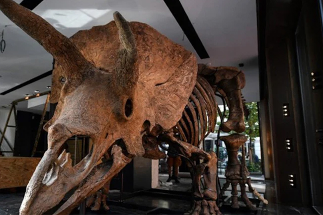 අං තුනකින් යුත් Triceratops පොසිලයක් ඉන්දියාවෙන් හමුවෙයි