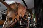 අං තුනකින් යුත් Triceratops පොසිලයක් ඉන්දියාවෙන් හමුවෙයි