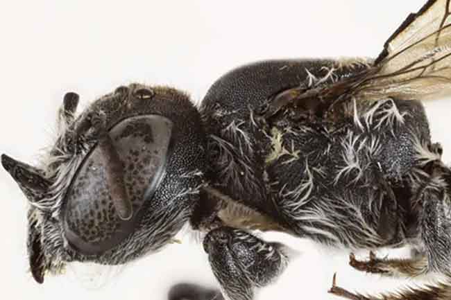 අං සහිත මී මැසි වර්ගයක් සොයා ගැනේ