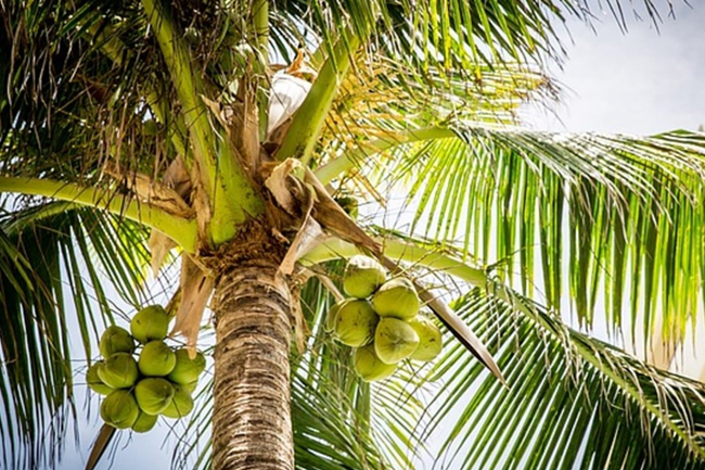 පැතිර යන රෝගයක් හේතුවෙන් මාතර පොල් ගස් 5,000ක් කපා දැමීමේ තීරණයක්