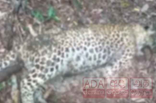 කොටියෙකුට වෙඩිතබා දත් ගලවාගෙන ගිහින්