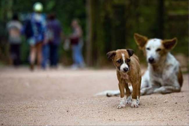 සුනඛ සපාකෑම්  ඉහළට