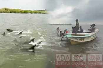 මන්නාරම වෙරළ තීරයට ආ ඩොල්ෆින් රංචුව