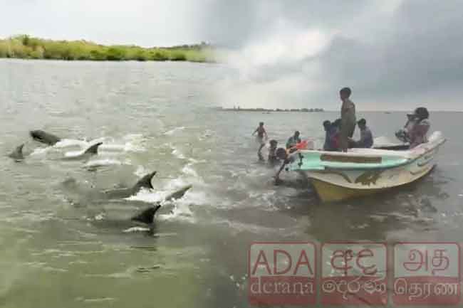 මන්නාරම වෙරළ තීරයට ආ ඩොල්ෆින් රංචුව