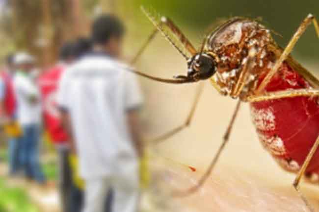 මාතර චිකුන්ගුන්යා රෝගයේ දැඩි ව්‍යාප්තියක්