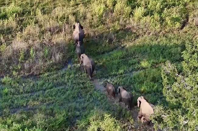 අලි-මිනිස් ගැටුම අවම කිරීම සඳහා ගෙන ඇති ක්‍රියාමාර්ග පිළිබඳ වාර්තාවක් අධිකරණය ඉල්ලයි