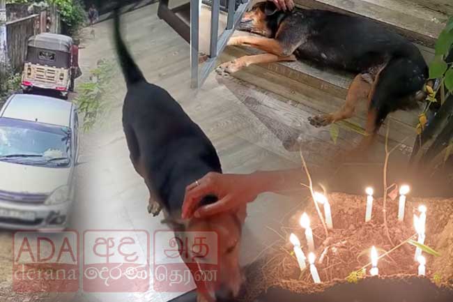 වීථි සුනඛයෙකු හැප්පූ සැකකාර කාන්තාව රිමාන්ඩ්