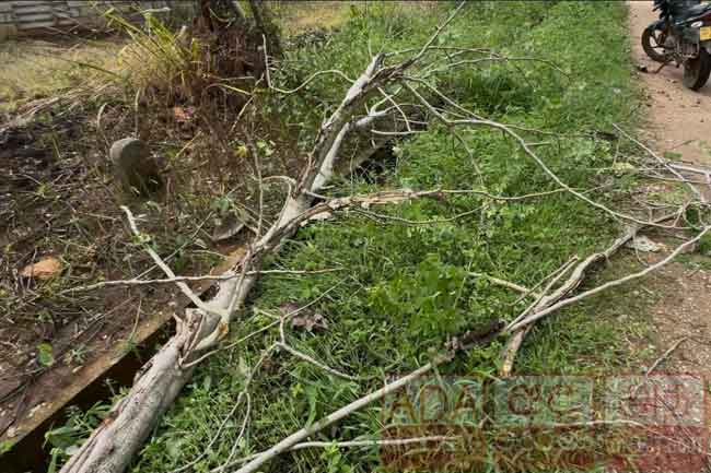 යතුරුපැදියක් මතට ගසක අත්තක් කඩා වැටී එකම පවුලේ හතරක් යටවෙයි - පියා මරුට